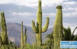 世界上最高的仙人掌，高达20米的超大仙人掌