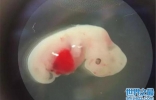 人兽杂交胚胎实验获批 让动物长出人体器官用于移植
