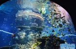 世界上最大的水族馆 乔治亚水族馆鱼类种类：3000多种