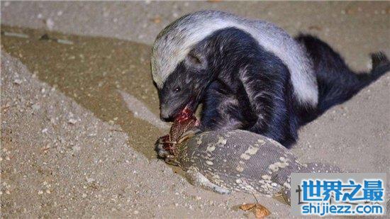 平头哥蜜獾天性好斗，个头小性格却非常彪悍 