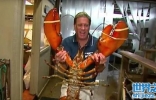 美国长岛餐馆现25磅大龙虾 或已95岁高龄