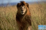 津巴布韦狮子王塞西尔遭猎杀引起全球公愤 美国达美航空宣布禁止托运大型猎物 ...