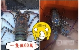 福建男子钓获3公斤“超级龙虾” 或价值60万
