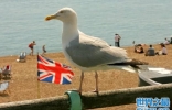 英国凶猛海鸥有组织性的抢夺食物