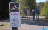 美国蒙大拿州男子在黄石公园遭灰熊袭击丧生
