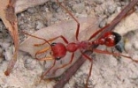 世界上最大的蚂蚁介绍，公牛蚁体长3.7厘米(蚂蚁王国巨无霸)