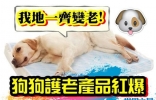 日本宠物犬寿命延长 高龄犬用品极受欢迎