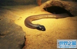 世界上最毒的蛇，细鳞太攀蛇一次毒液可以毒死20万只老鼠