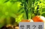 盘点世界之最蔬菜，世界最重胡萝卜20.34斤已成精