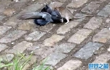 美国纽约布鲁克林一只老鼠当街捕杀鸽子的视频引发关注