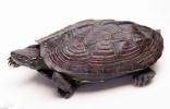 世界上最珍贵的龟介绍，一只一万元左右（云南闭壳龟）