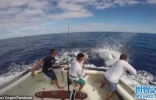 澳大利亚渔民在船上收鱼线时差点被一条突然蹿出水面的大型马林鱼刺伤 ...