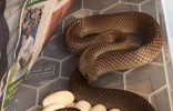 澳洲捕蛇专家Rolly Burrell在厨房冰箱下抓到世界第二毒“东部拟眼镜蛇” ...