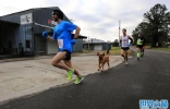 美国阿拉巴马州小狗Ludivine混进半程马拉松比赛拿到第七名