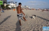 巴西3岁边境牧羊犬Scotch在沙滩“狂秀”惊人球技视频走红网络 ...