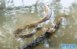 泰国渔民在河里设网捕鱼 竟网到一堆蟒蛇