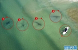 南非女子海上冲浪 没留意到后面跟着5条鲨鱼