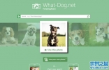 微软推出“什么狗”(What-Dog.net)网站 透过照片中人物或动物表情来判断狗品种 ...