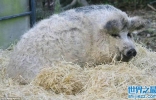 欧洲披着羊皮的猪：生长于匈牙利的曼加利察猪（Mangalitsa pig） ...