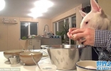 瑞典男子同斗牛梗合作拍摄“人手狗头”搞笑视频