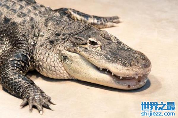 美国短吻鳄又称密河鳄,[bai]是西半球大型的鳄鱼品种,一般长约1