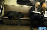 “汪星人进化之谜”：俄罗斯首都莫斯科有一批精通坐地铁的狗狗 ...