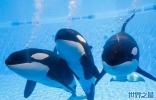 CNN纪录片《黑鱼》(Blackfish)揭发2010年虎鲸Tilikum攻击驯鲸师致死事件真相 ...