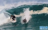 澳洲职业冲浪手征服大浪瞬间被一个靠近他的“黑影”吓坏