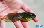 世界上最大的蝌蚪是什么：奇异多指节蟾体长25厘米