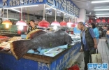 山东渔民捕获305斤巨型石斑