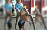 “青蛙王子出游”广东省湛江市徐闻县惊现超级巨蛙？