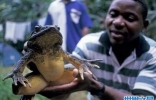 世界上最大的水蛙：非洲巨蛙最重达3公斤