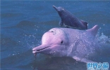 世界上最稀有10种动物，白鳍豚排在榜首