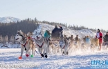 2017国际雪橇犬大赛(Yukon Quest)在加拿大育空省白马市展开