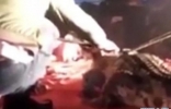 越南马戏团表演者把头伸进鳄鱼嘴巴遭咬烂脸