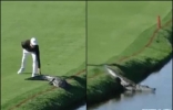 美国佛罗里达州鳄鱼在高尔夫球场晒太阳 高球手轻拍尾巴轻松赶走 ...
