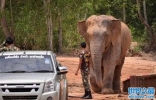 泰国爱旅行的大象Kaew竟跑到栖息地90公里外地区