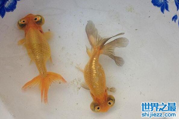 中国十大名贵金鱼 形态独特 深受喜爱 世界之最