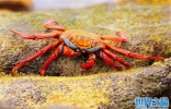 五个被拍到的诡异生物：红色螃蟹、巨型鳄鱼均上榜