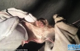 吸血蝙蝠入侵巴西城市咬人 40人染狂犬病