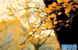中国十大吉祥树：银杏象征着健康长寿