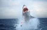 世界上最危险的鲨鱼王，海洋中无可匹敌（居于深海）