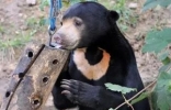 世界上体型最小的熊，马来熊濒临灭绝（仅剩164只）