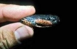 剧毒变色蛇，能随意改变自己皮肤颜色的恐怖毒蛇(图片)