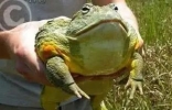 世界上最凶猛的青蛙，非洲牛箱头蛙可活吞老鼠（体型世界第二） ...