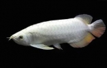 世界上最贵的金龙鱼，白金龙鱼价值几十万（数量极少）