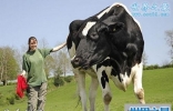 世界上最大的奶牛，身高接近2米高