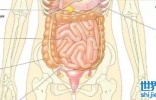 人体有哪些不需要的器官?阑尾切除对身体的影响