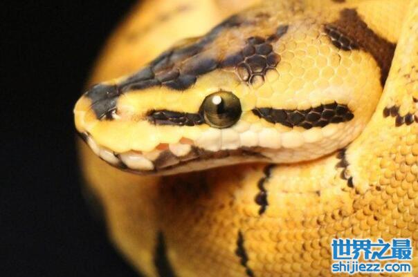 国内十大常见的无毒蛇：玉米锦蛇入榜，球蟒最常见！