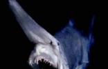 世界上最古老的鲨鱼，精灵鲨是一种生存亿年的活化石